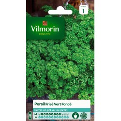 PERSIL Frisé vert foncé...