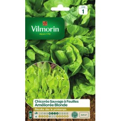 CHICORÉE sauvage à feuilles...