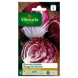 CHICORÉE à feuilles Rouge...