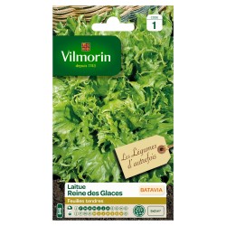 BATAVIA laitue Reine des...
