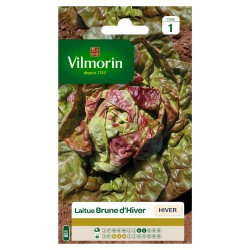LAITUE hiver Brune d'hiver...