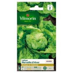LAITUE hiver Merveille...