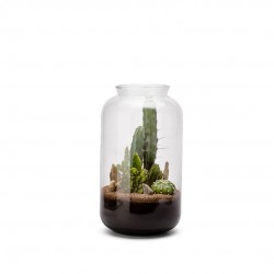 TERRARIUM Bonbonne M Cactus...