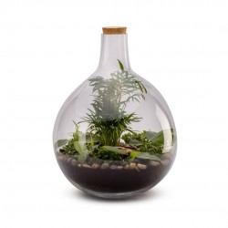 TERRARIUM Autonome Borneo...