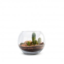 TERRARIUM Tampico L 4PLT D25