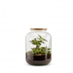 TERRARIUM autonome Bonbonne...