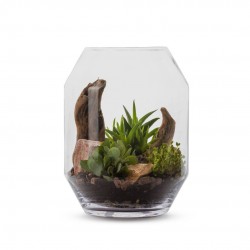 TERRARIUM Barnwell...