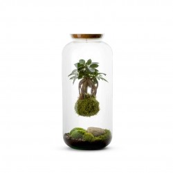 TERRARIUM Bonbonne L Ficus...