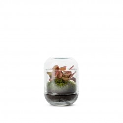 TERRARIUM autonome Capsule...