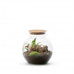 TERRARIUM autonome Colyn S...