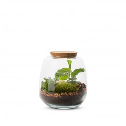 TERRARIUM autonome Moly...