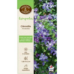 CLEMATIS 'Arabella' PALIS...