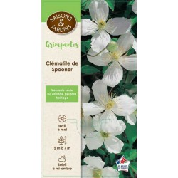 CLEMATIS montana 'Spooneri'...