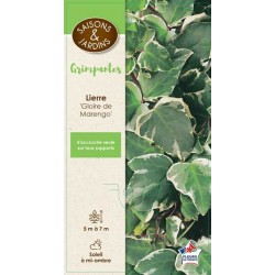 HEDERA algeriensis 'Gloire...