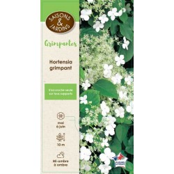 HYDRANGEA anomala...