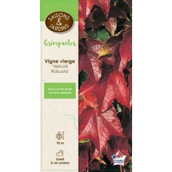 PARTHENOCISSUS tricuspidata...