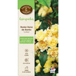 ROSIER LIANE banksiae...