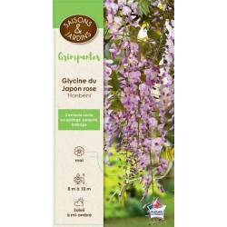 WISTERIA floribunda...