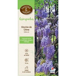 WISTERIA sinensis PALIS...