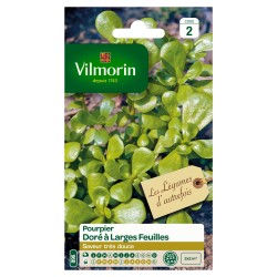 POURPIER Doré à larges...