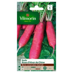 RADIS Rose d'hiver de chine...