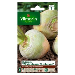 RUTABAGA à collet vert...
