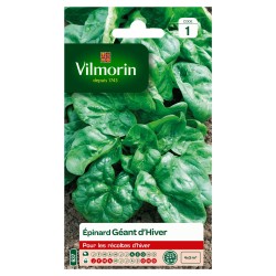 EPINARD Géant d'hiver...