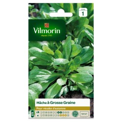 MÂCHE À grosse graine...