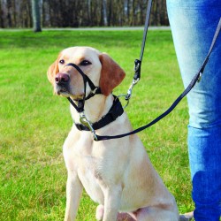 Harnais de dressage top...