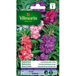 VILMORIN BALSAMINE Camélia...