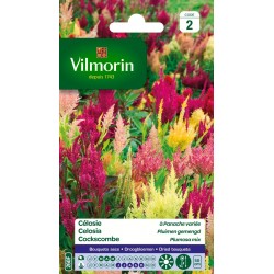 VILMORIN CÉLOSIE À Panache...