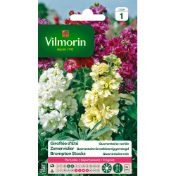 GIROFLÉE D'ÉTÉ Quarantaine...