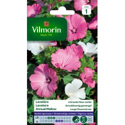 LAVATÈRE À grande fleur...