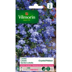 LOBELIA Crystal palace...