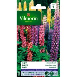 VILMORIN LUPIN De Russel...