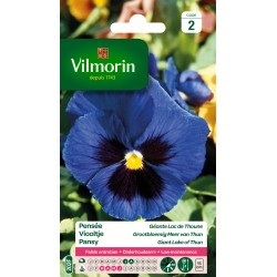 PENSÉE Géante lac de thoune...