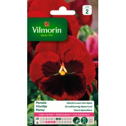 PENSÉE Géante lueur des...