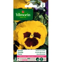 PENSÉE Géante or du rhin...