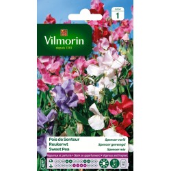 POIS DE SENTEUR Spencer...