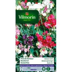 POIS DE SENTEUR Buisson...