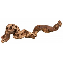 Pieds vigne x5 M:30-40cm