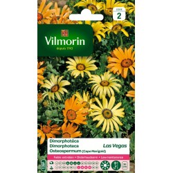 DIMORPHOTECA Las vegas...