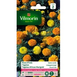 VILMORIN ROSE D'INDE Naine...
