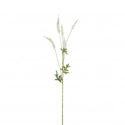 Tige D'Astilbe Crème En...