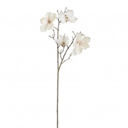 Tige De Magnolia Crème En...