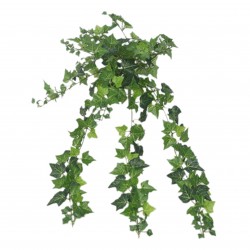 Chute De Lierre Vert En...