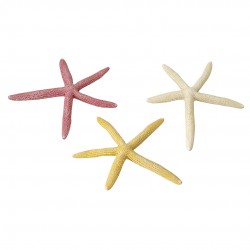 DECOR ETOILE DE MER M...