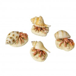 DECOR BERNARDL'ERMITE AQUA...