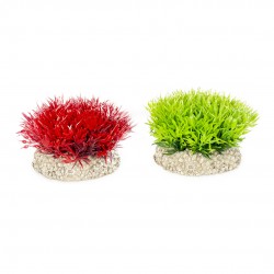 PLANTE CRYSTALWORT MOSS S...