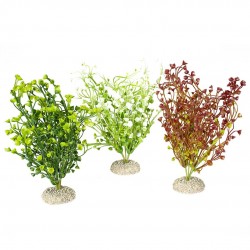 PLANTE BACOPA M H25 AQUA...